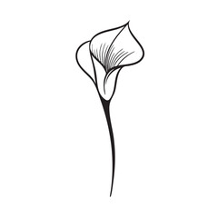 Elegant calla lily design for floral decoration or art