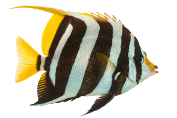 Moorish Idol Fish Isolated on White Background