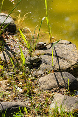 Four frog is among green vegetation and moss near shallow body of water, blending seamlessly with its natural surroundings. Blurred background. Selective focus. Nature concept for design