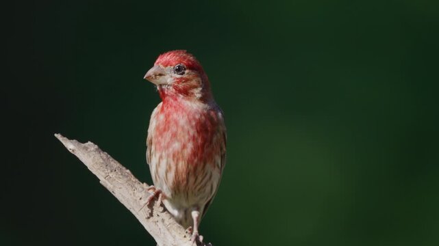 Purple Finch perched on a fallen Cedar tree, slow motion