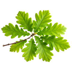 Fresh Green Oak Tree Branch with Young Leaves, isolated on transparent background