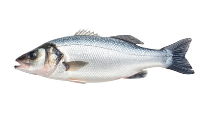 Obraz premium Sea bass fish isolated on transparent background