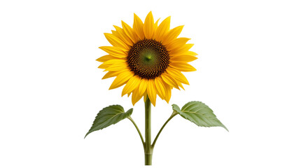 A vibrant yellow sunflower in full bloom, showcasing its intricate center and bright petals, isolated on a clean transparent background
