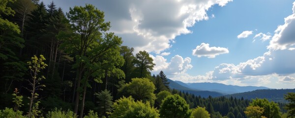 view of carbon being trapped in forest canopy versus escaping into sky after deforestation