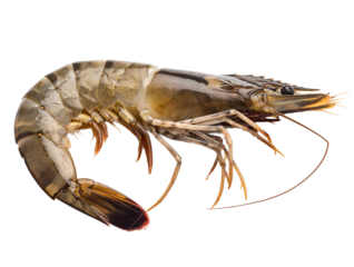 Tiger shrimp isolated on transparent background