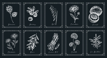 Organic cosmetic natural ingredients vintage label templates set. Medicinal plants hand drawn vector illustrations. Skin care design elements on chalkboard. NOT AI generated