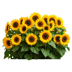 Dense Bush of Bright Yellow Sunflowers with Green Leaves, Isolated on Transparent Background 