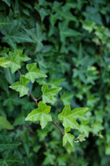 Fresh Green Ivy Leaves on a wall 