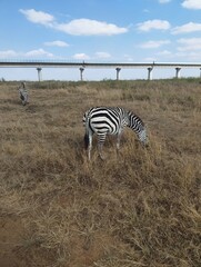 zebra in the grass