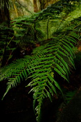 Fern leave in the forest