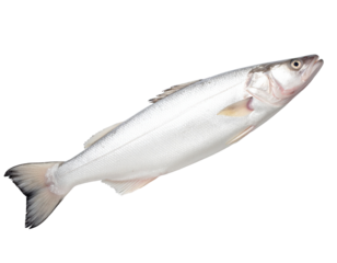 haddock fish isolated on transparent background