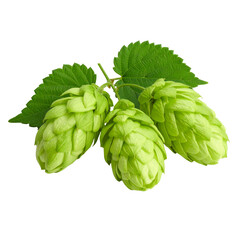 Cluster of Fresh Green Hops Cones with Leaves, Isolated on transparent Background