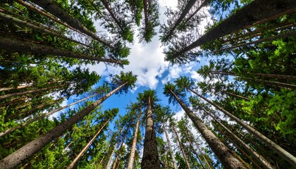 Melihat ke atas melalui pepohonan cemara tinggi menuju langit biru cerah dengan awan putih halus menciptakan efek kanopi dalam pengaturan hutan alami.