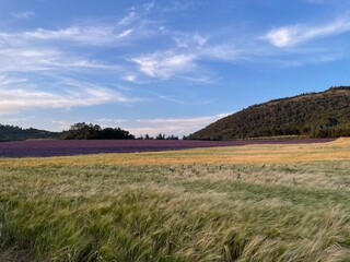 Blé et lavande