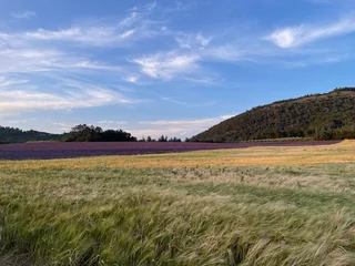 Fototapete Rund Lavendel Blé et lavande  © Jeremy
