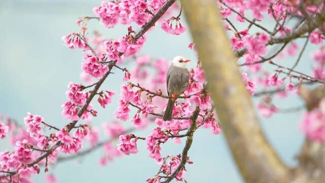 White-headed bulbul bird on a cherry blossoms branch