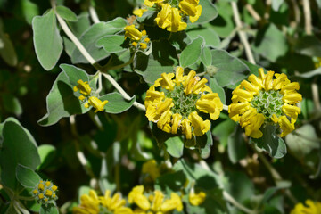 Jerusalem sage yellow flower - Latin name - Phlomis fruticosa