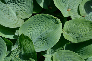 Plantain lily leaves - Latin name - Hosta sieboldiana Elegans