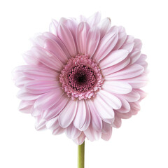Close-up of a single, light pink gerbera daisy