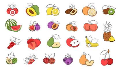 Citrus and Exotic Fruits. Engraved Botanical Vintage Fruit Sketches, Illustrations, Element farming
