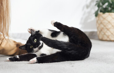 A black and white cat rolls playfully on a light floor, belly up and paws in the air. A green plant is visible behind.