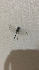 dragonfly on a wall
