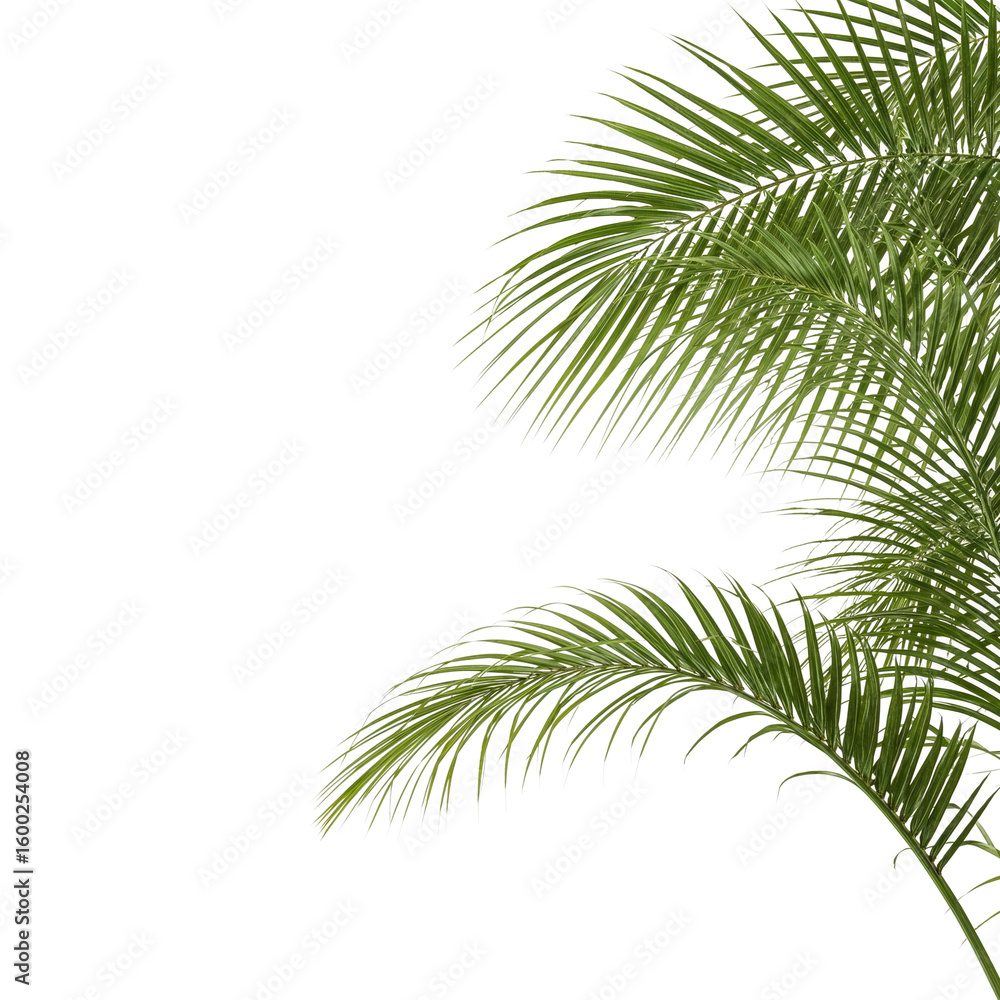 Poster palm fronds elegantly poised against an empty isolated field creating a captivating minimalist