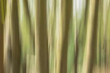 abstract background with green stripes, Intentional camera movement with the trees