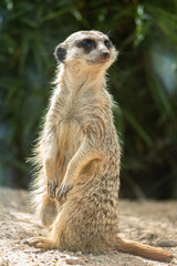 Fototapeta premium meerkat on guard