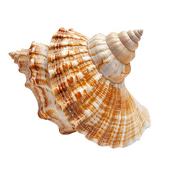 Close-up of a seashell, intricate spiral, beige and tan hues