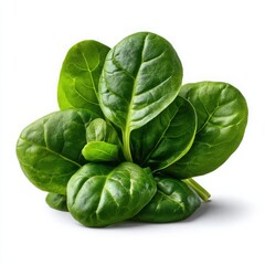 Fototapeta premium Fresh Vibrant Green Spinach Leaves on White Background