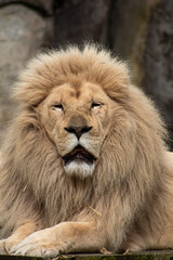 portrait of a lion