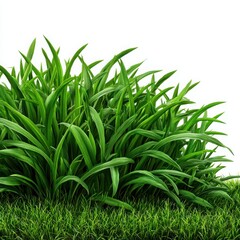 Obraz premium Lush green grass blades against white background nature