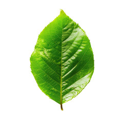 Obraz premium Vibrant green leaf, sharply focused, isolated on black