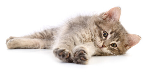 Kitten on white background.