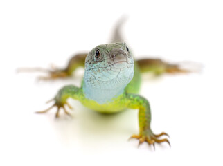 Green lizard isolated.