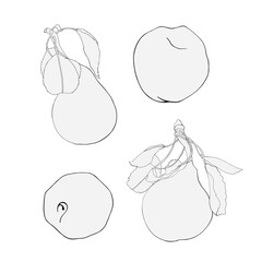 Monochrome line art illustration of pear and apples. Detailed ink drawing. Hand drawn sketch of pear and apples in black ink.