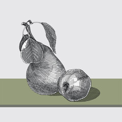 Monochrome line art illustration of a pear and apples. Detailed ink drawing of a pear  and apples in an engraving style. Hand drawn sketch of a pear in black ink with detailed shading and texture.