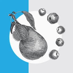 Monochrome line art illustration of a pear and apples. Detailed ink drawing of a pear and apples in an engraving style. Hand drawn sketch of a pear in black ink with detailed shading and texture.