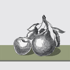 Monochrome line art illustration of a pear and apples. Detailed ink drawing of a pear and apples in an engraving style. Hand drawn sketch of a pear in black ink with detailed shading and texture.
