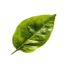 Obraz premium Close-up of a vibrant green leaf, outlined in yellow