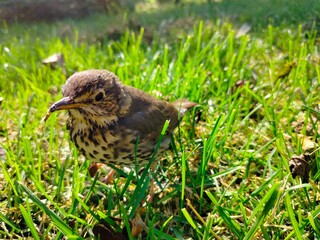 sparrow on the grass