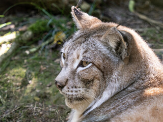 Boreal lynx at a species recovery center in the Basque Country (Spain)