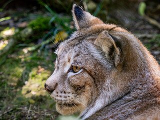 Boreal lynx at a species recovery center in the Basque Country (Spain)