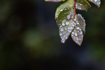 Raindrops on Green and Purple Leaves After Rain