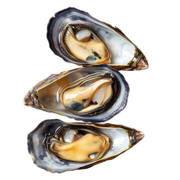 Three fresh mussels, open, stacked, showing the interior