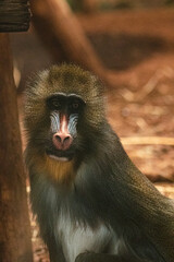 close up of a baboon