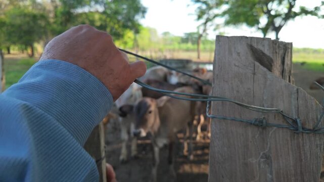 Running young bulls in a farmyard, animals grazing in the background