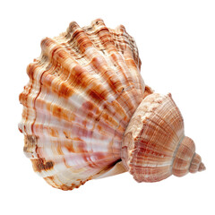 Fototapeta premium Close-up of a seashell, showing intricate spiral, ribbed, and patterned shell. Warm earth tones, cream, peach, and orange