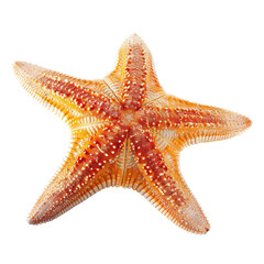Close-up of an orange starfish